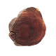 Amberwood