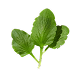 Violet Leaf